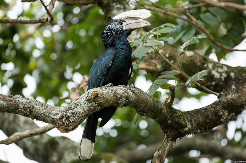 Silvery-cheeked Hornbill, identification