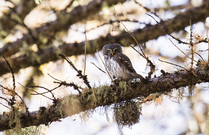 Eurasian Pygmy Owl