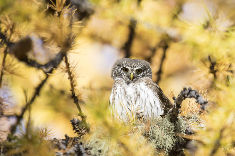 Eurasian Pygmy Owl