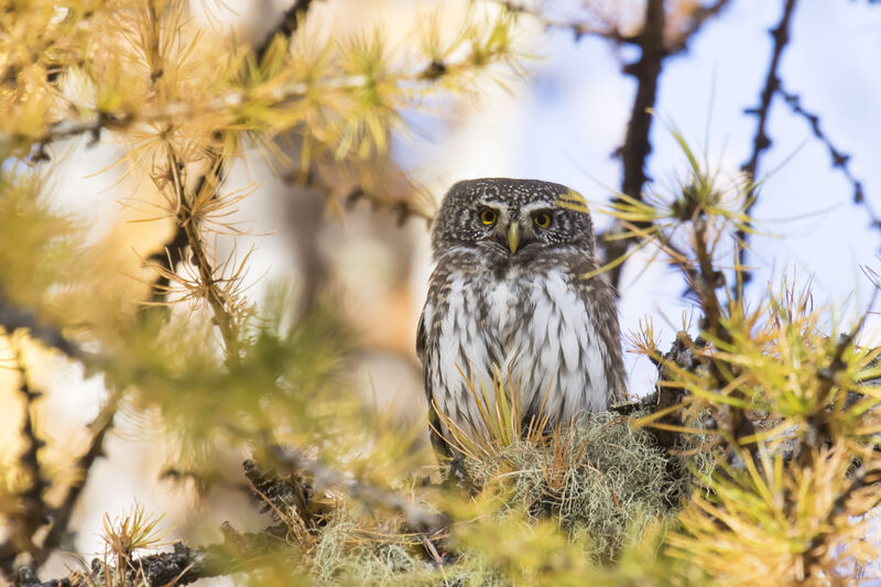 Eurasian Pygmy Owl