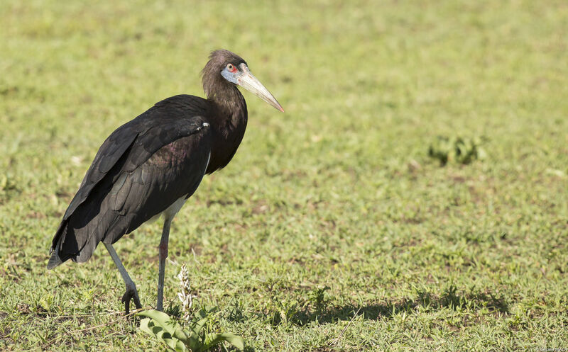 Cigogne d'Abdim