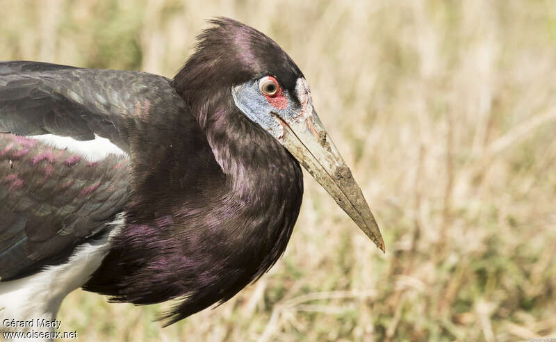 Abdim's Storkadult, close-up portrait