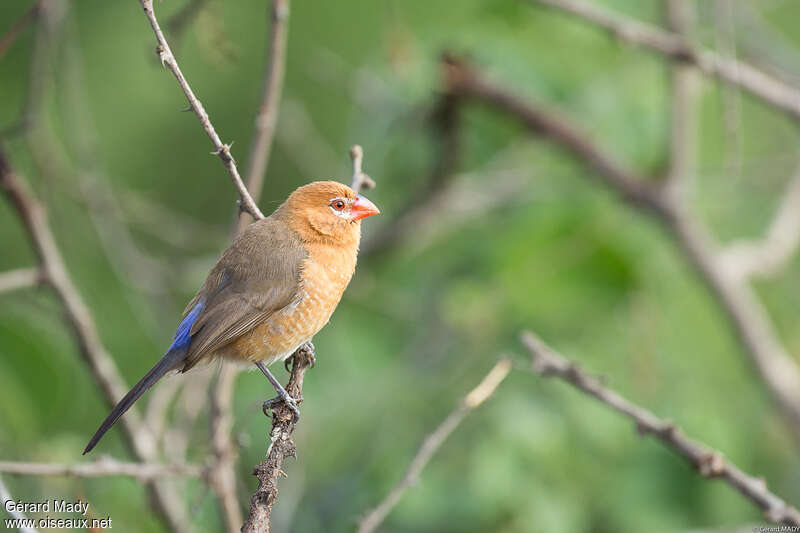 Purple Grenadier female adult, identification