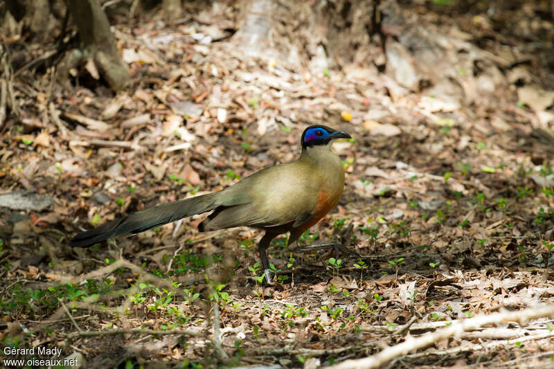 Coua géantadulte, identification