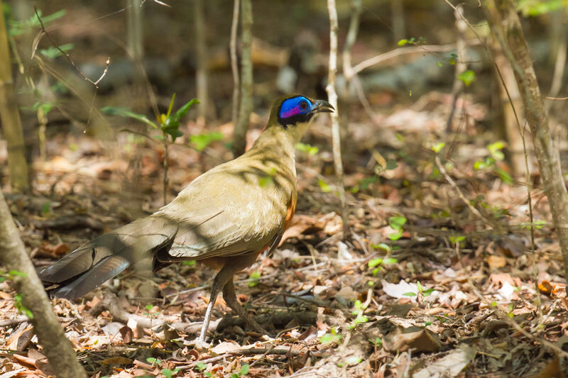 Coua géant