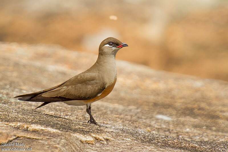 Madagascar Pratincole, identification