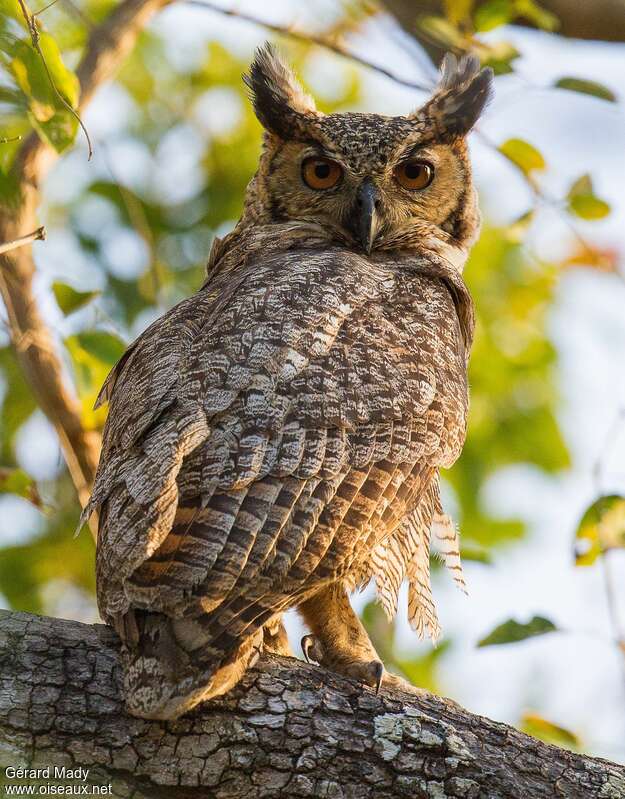 Grand-duc d'Amériqueadulte, identification