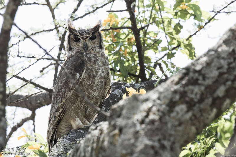 Grand-duc vermiculéadulte, identification