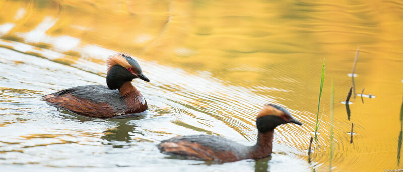 Horned Grebe 