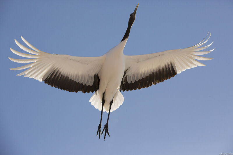 Red-crowned Crane