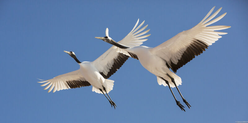 Red-crowned Crane