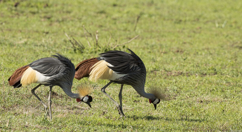 Grey Crowned Crane