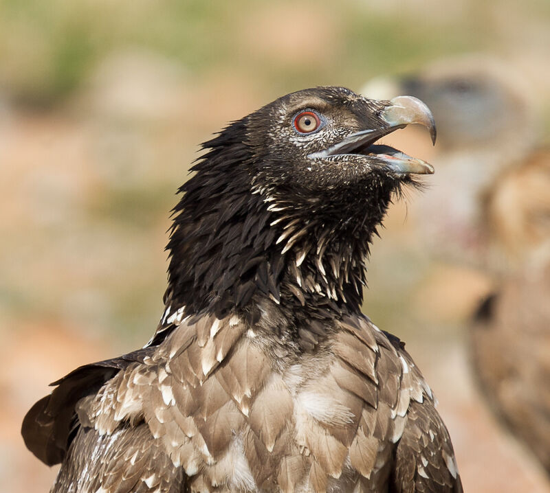 Bearded Vulture