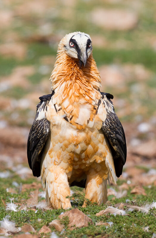 Bearded Vulture