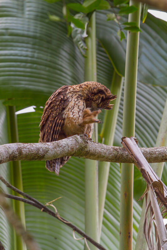 Madagascar Owl