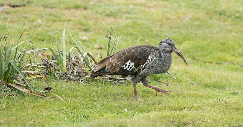 Wattled Ibis