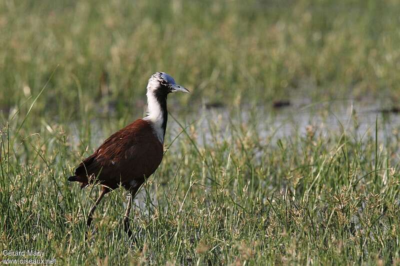 Madagascar Jacana male, identification