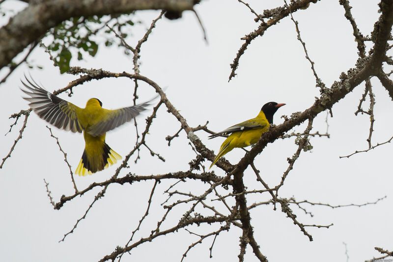 Black-headed Oriole