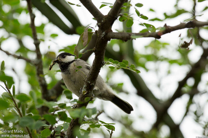 Mésange somalienneadulte, habitat, régime