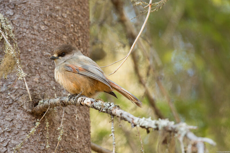 Siberian Jay