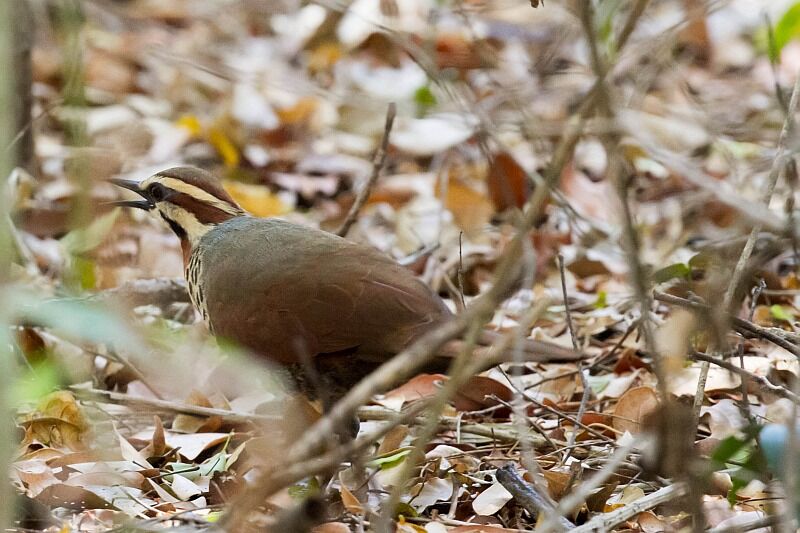 White-breasted Mesite