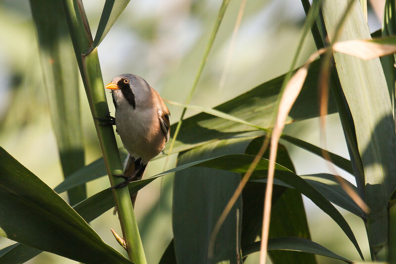 Bearded Reedling