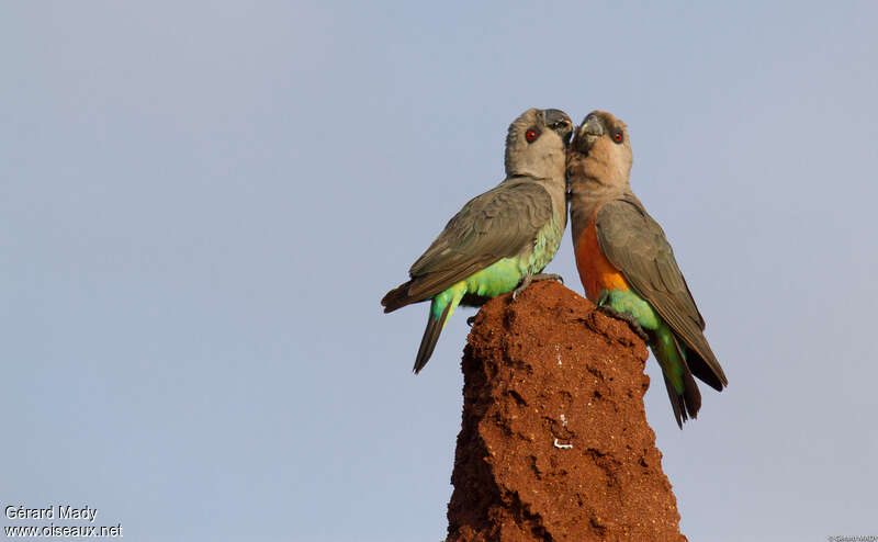 Red-bellied Parrotadult, Reproduction-nesting