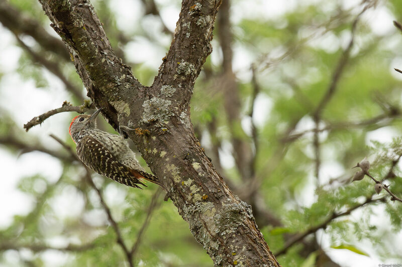 Cardinal Woodpecker