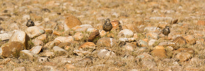 Eurasian Dotterel