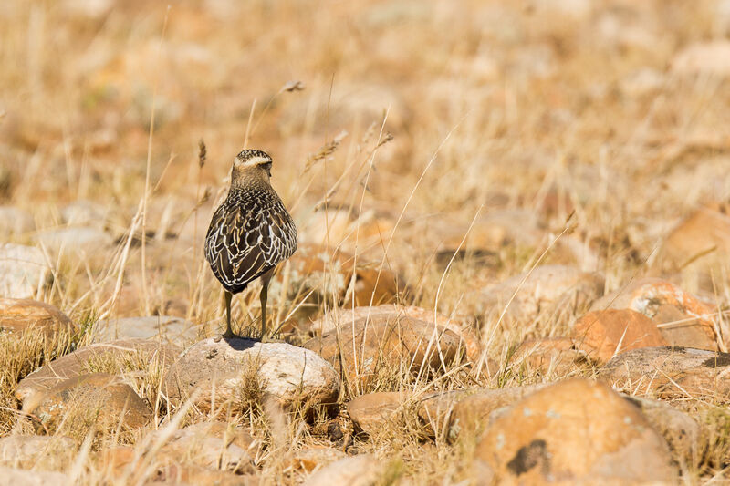 Eurasian Dotterel