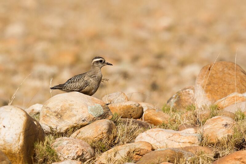 Eurasian Dotterel