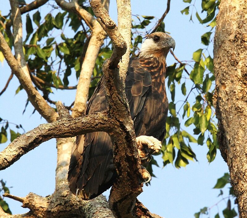 Madagascar Fish Eagle