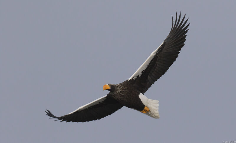 Steller's Sea Eagle