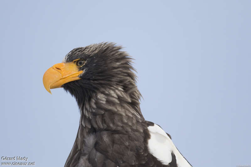 Pygargue de Stelleradulte, portrait