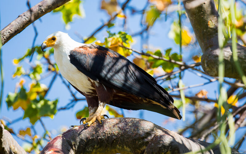 African Fish Eagle