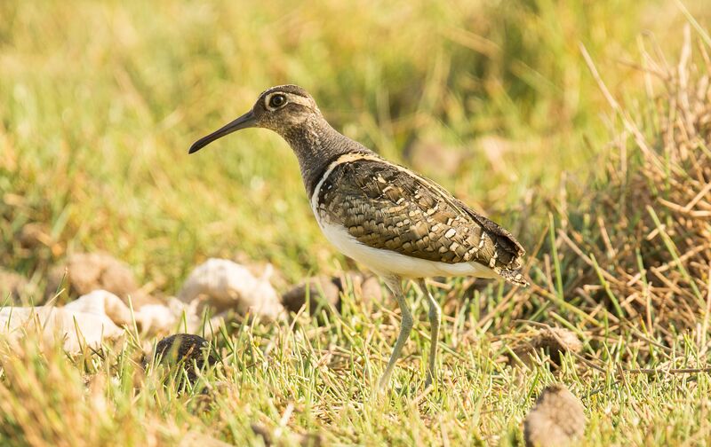 Rhynchée peinte mâle adulte, identification