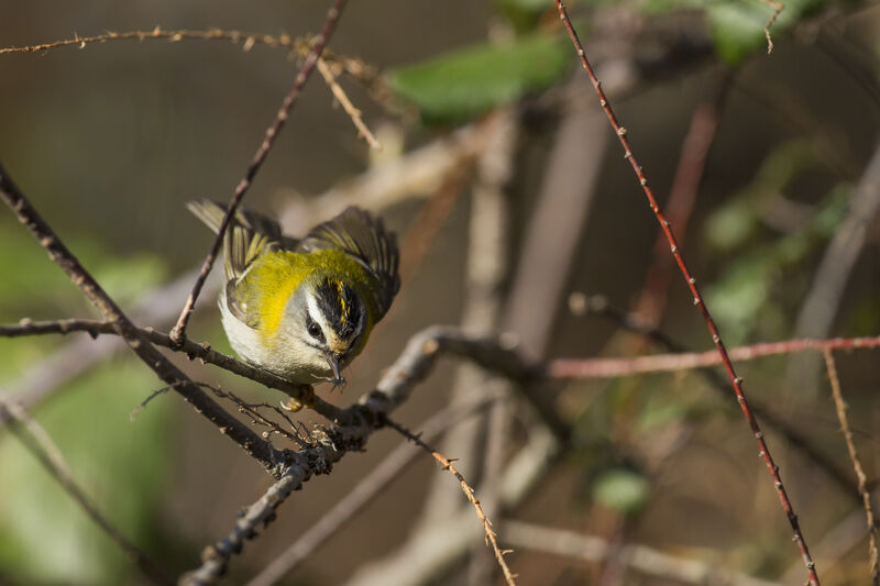 Common Firecrest