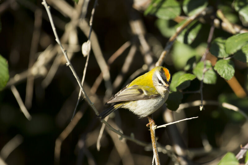 Common Firecrest