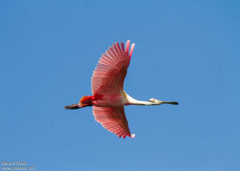 Roseate Spoonbilladult, pigmentation, Flight