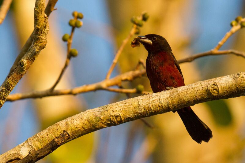 Silver-beaked Tanager