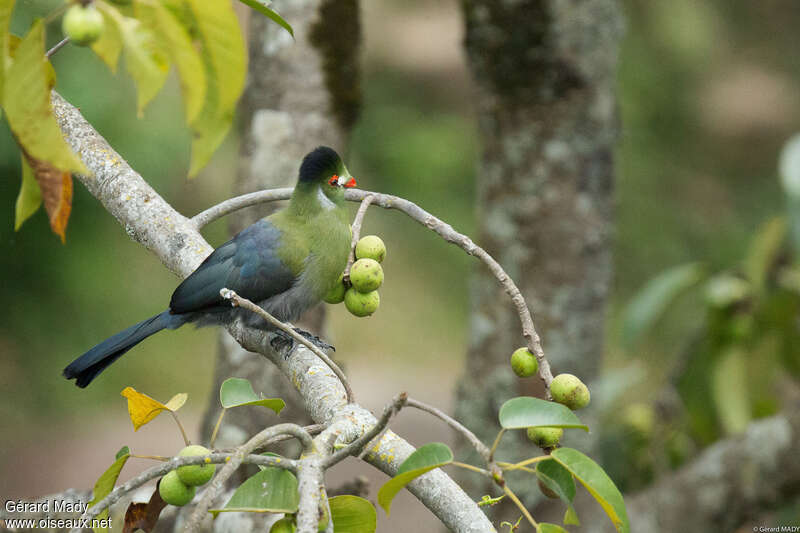 Touraco à joues blanchesadulte, régime