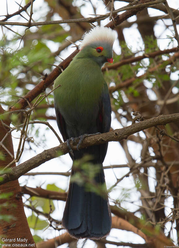 Ruspoli's Turaco