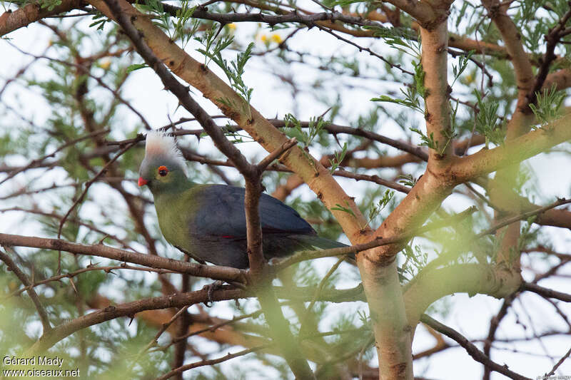 Touraco de Ruspoliadulte, identification