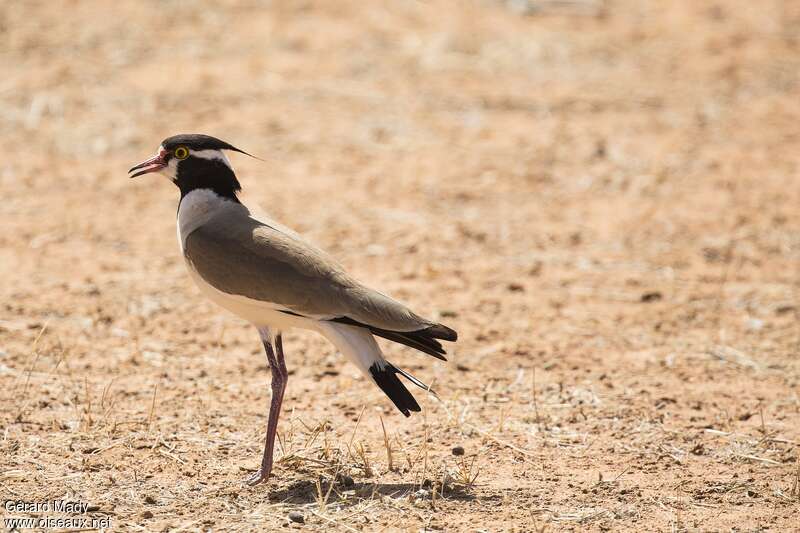 Vanneau à tête noireadulte, identification