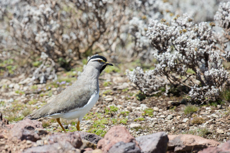 Spot-breasted Lapwing