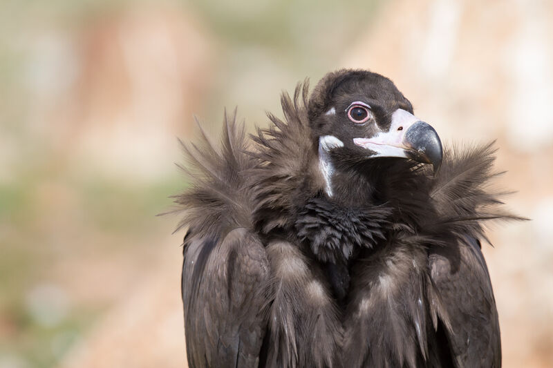 Cinereous Vulture