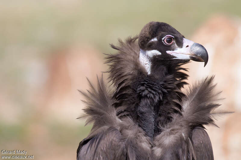 Cinereous Vulturejuvenile, close-up portrait