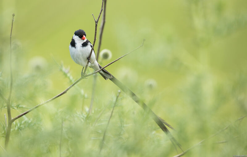 Pin-tailed Whydah