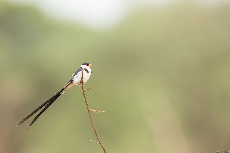 Pin-tailed Whydah