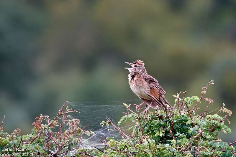 Rufous-naped Lark male adult, habitat, song